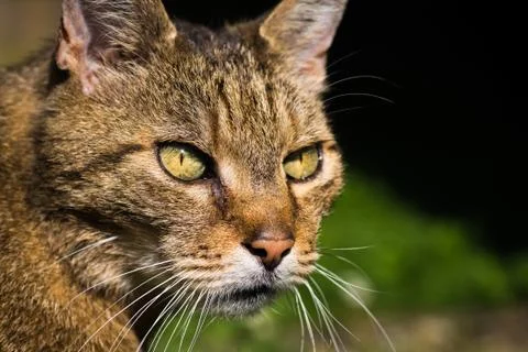 Portrait of a cat Stock Photos