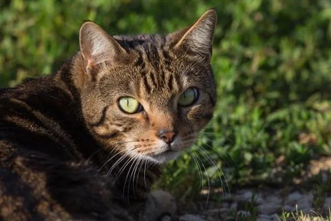 Portrait of a cat Stock Photos
