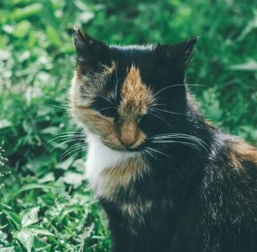Portrait Of The Cat Stock Photos