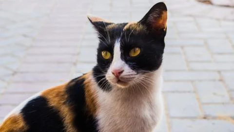 A portrait of a cat 스톡 사진