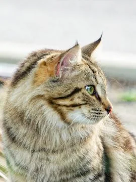 Portrait of a Cat Stock Photos