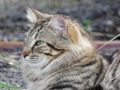 Portrait of a Cat Stock Photos