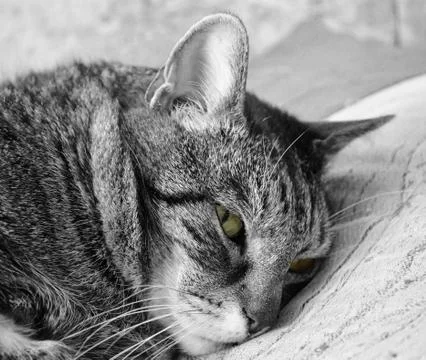 Portrait of a cat Foto stock