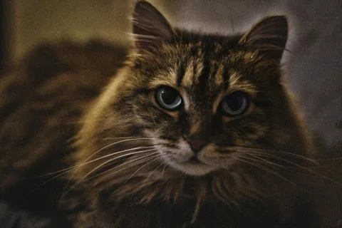 Portrait a cat Stock Photos