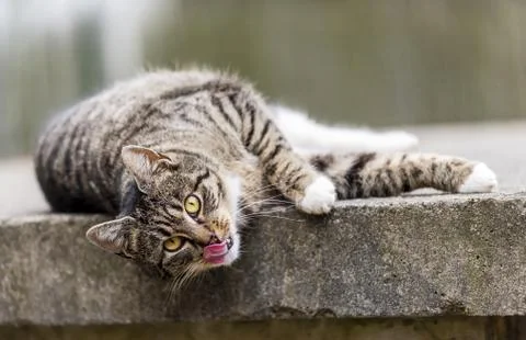 Portrait of cat Stock Photos