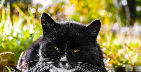 Portrait of a cat Stock Photos
