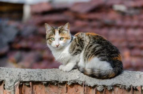 Portrait of the cat Stock Photos