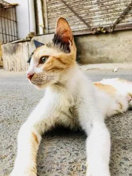 A portrait of a cat Stock Photos