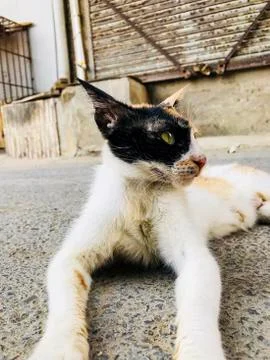 A portrait of a cat Stock Photos