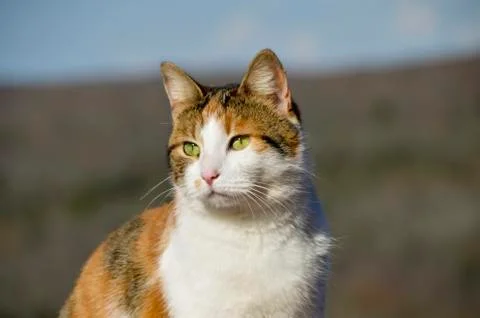 Portrait of cat Stock Photos
