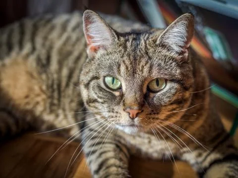 Portrait of a cat. Stock Photos