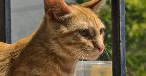 Portrait of cat Stock Photos