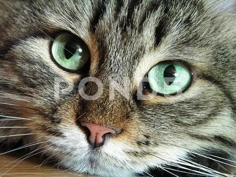 Portrait of a cat Stock Photos