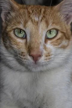 Portrait of a cat Stock Photos