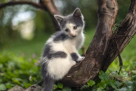 Portrait of a cat 스톡 사진