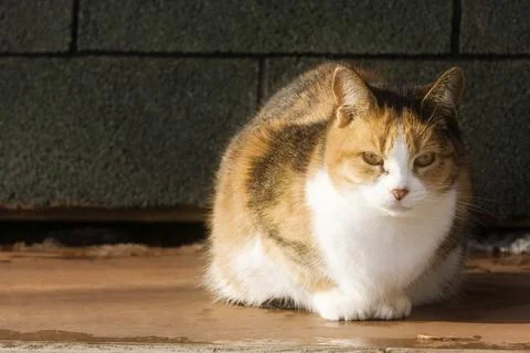 Portrait Of A Cat Stock Photos