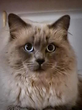 Portrait of a Cat Stock Photos