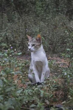 Portrait of Cat Stock Photos