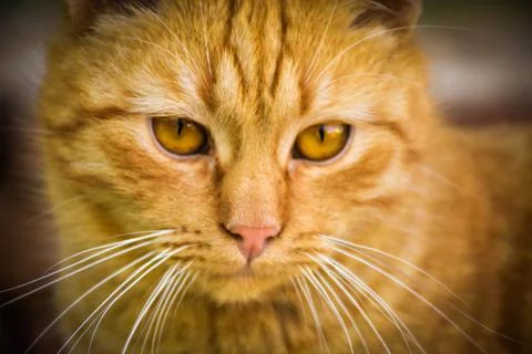 Portrait of the cat Stock Photos