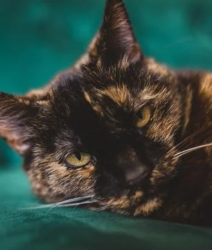 Portrait of a cat Stock Photos