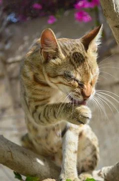 Portrait of a cat Stock Photos