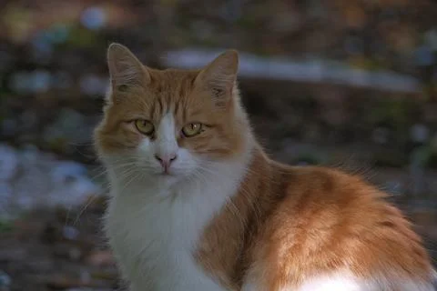 Portrait of a cat. Stock-Fotos