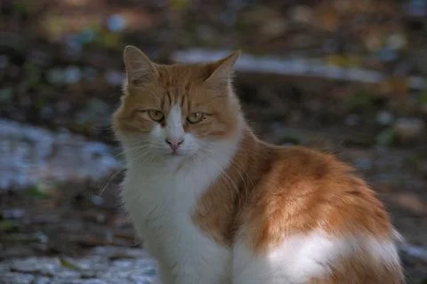 Portrait of a cat. Stock Photos