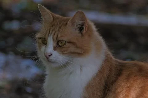 Portrait of a cat. Stock Photos