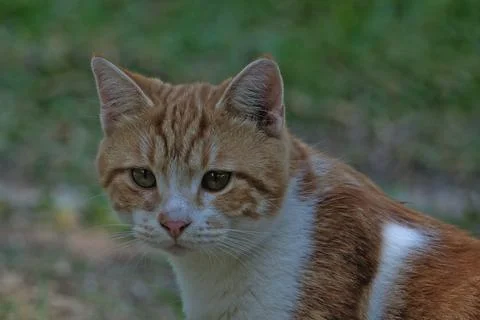 Portrait of a cat. Stock Photos