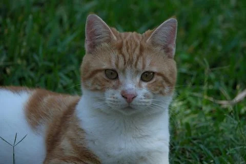 Portrait of a cat. Stock-Fotos