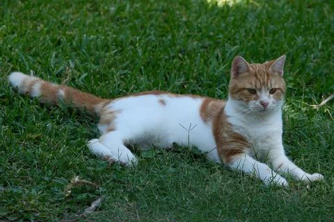 Portrait of a cat. Foto stock