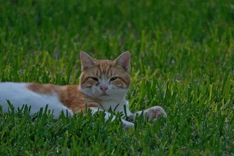 Portrait of a cat. Stock Photos