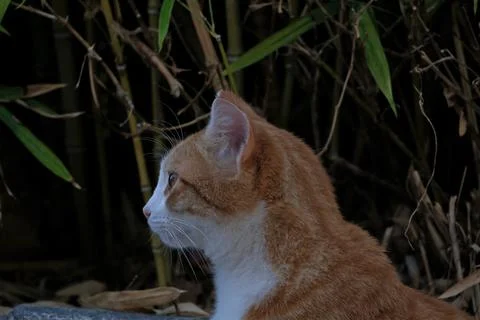 Portrait of a cat. Stock Photos
