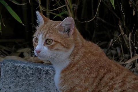Portrait of a cat. Stock Photos