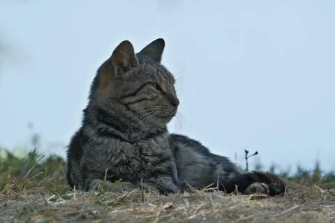 Portrait of a cat Stock Photos