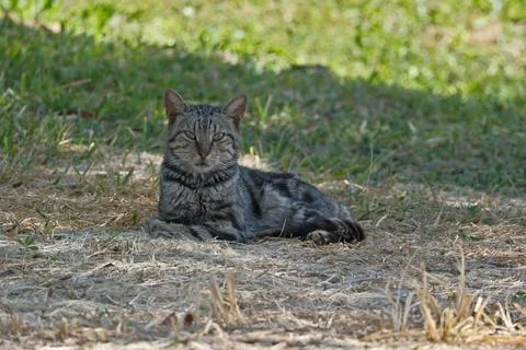 Portrait of a cat Stock-Fotos