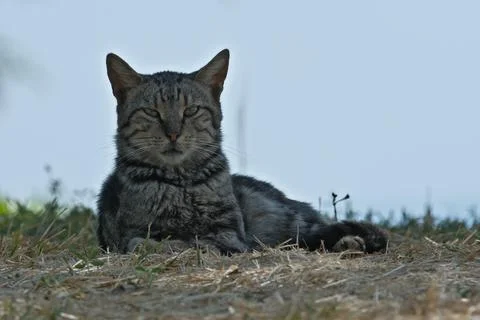 Portrait of a cat Stock Photos