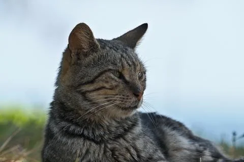 Portrait of a cat Foto stock