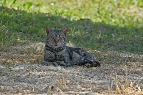 Portrait of a cat Stock Photos