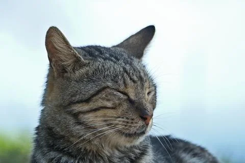 Portrait of a cat Foto stock