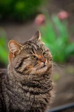 Portrait of a cat Stock Photos