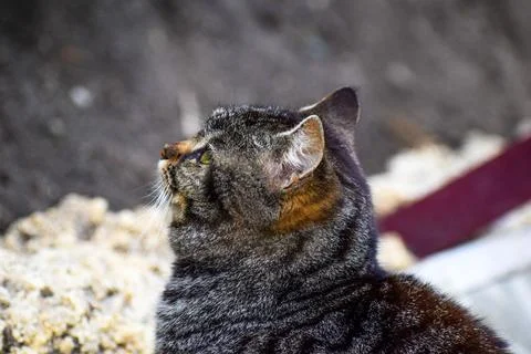 Portrait of a cat Stock Photos