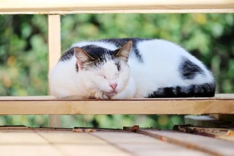 Portrait of a cat Stock Photos