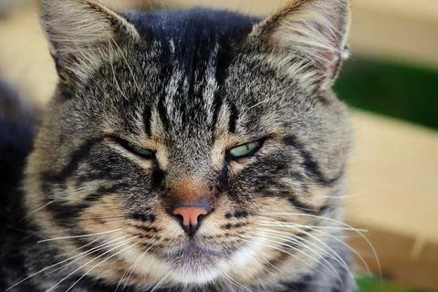 Portrait of a cat Stock Photos