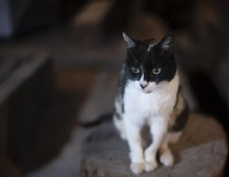 Portrait of a Cat Stock-Fotos