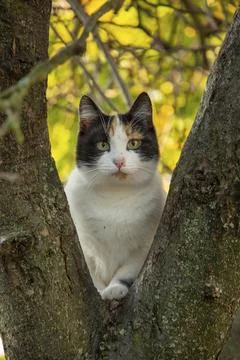 Portrait of a cat posing between two branches of an apple tree 스톡 사진