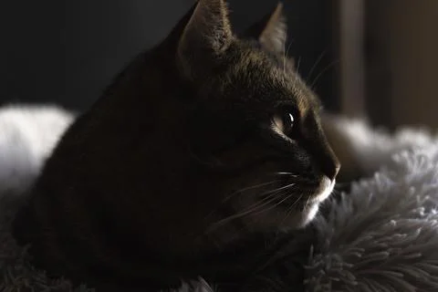 Portrait of a cat quietly observing while being illuminated by soft rays of.. Stock Photos