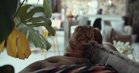 The portrait of a cat resting lying on a sofa in the apartment Stock Footage 144865282