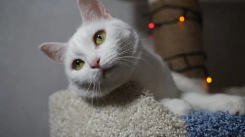 Portrait cat on shelf in front of cats tree at home on Christmas background Видео 144907884