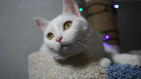 Portrait cat on shelf in front of cats tree at home on Christmas background Stock Footage 144907931